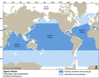 Sperm Whale Dist EMM