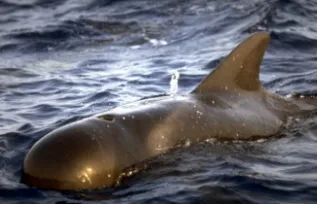 Pilot Whales Canaries Fabian Ritter 1 78