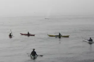 WDC Kayakers With Humpback Moss Landing California IMG 4046