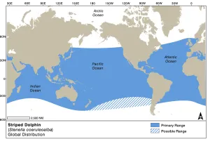 Striped Dolphin Dist EMM