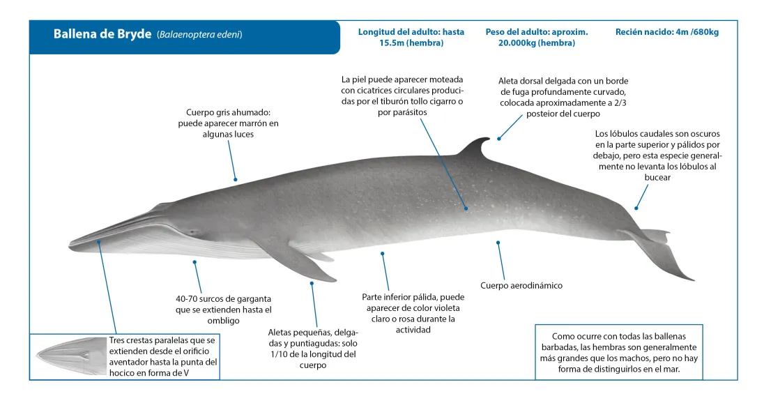 Brydes Whale SP Crop