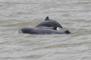 Three Irrawaddy Together