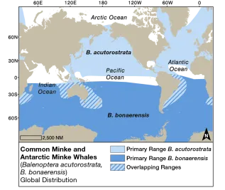 Minke Whales Dist EMM Crop