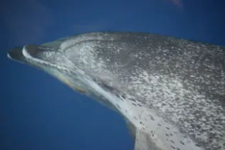 MEER Kurs 2013 La Gomera 143