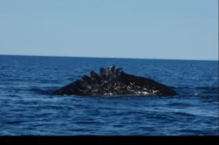 Propellor Damage Photo John Beer Australia