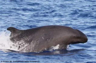 2017NOV18 D41 RWB 0125 CR