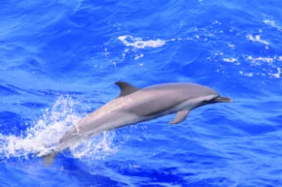 Stenella Attenuata Erika Ortiz Fundacion Omacha