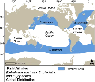 Right Whale Dist EMM
