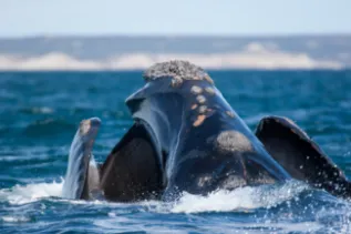 SouthernRightWh Argentina ChrisJohnson