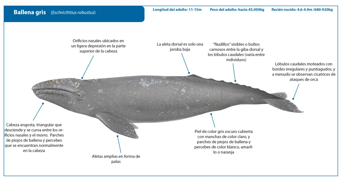 Gray Whale SPANISH Crop