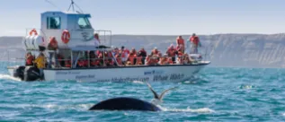 Right Whale Argentina 3