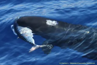 Pseudorca With Ono 2010Dec11 Daniel LWebster 0471 2000