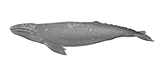 Grey Whale