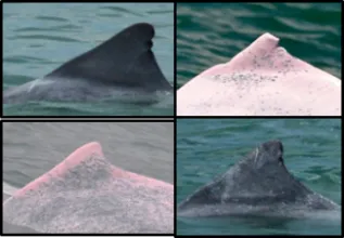 Sousa Photo ID Composite