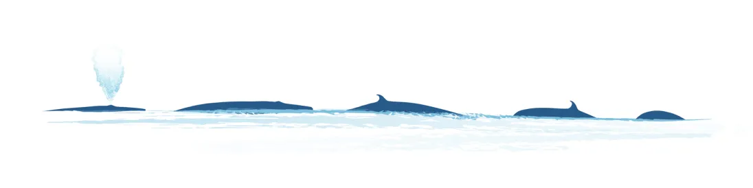 Brydes Whale Surfacing IWC