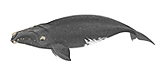 Right Whale