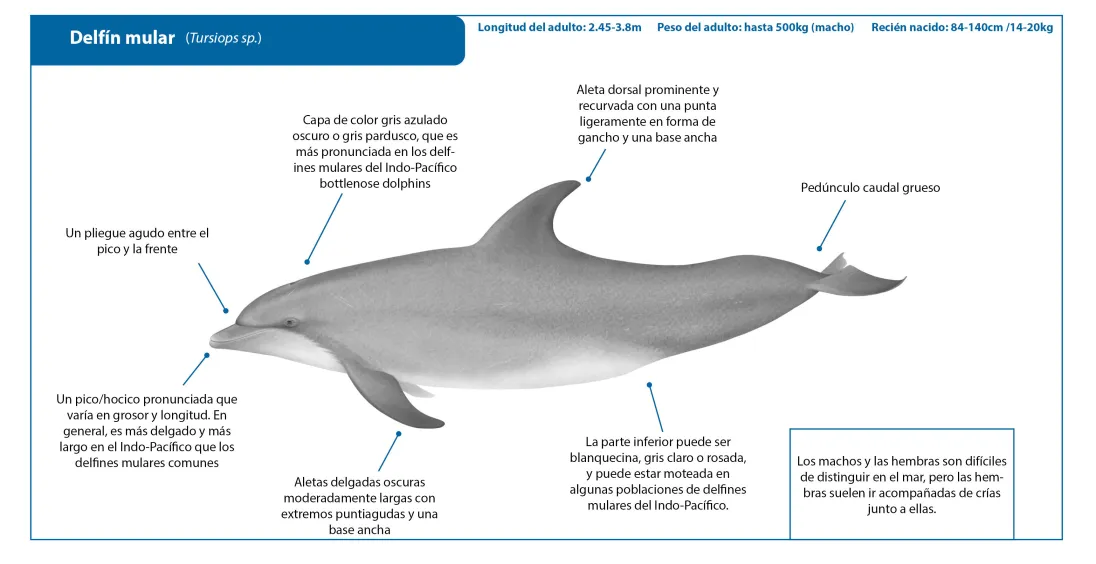 Bottlenose Dolphin SP Crop