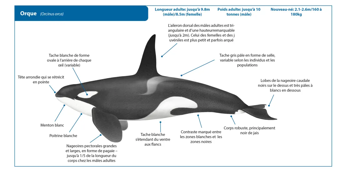 Killer Whale FR Crop