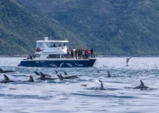 BoatDusky Dolphins Dennis Buurman Encounter Kaikoura