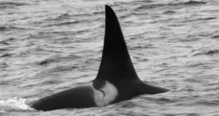 20100714 016 A SH20100714 016 020