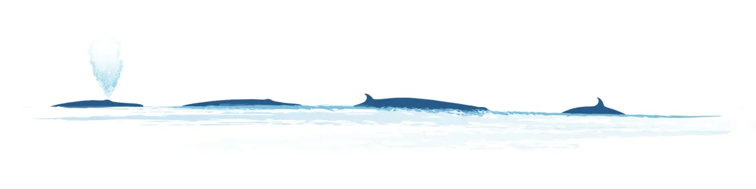 Sei Whale Surfacing IWC
