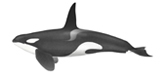 Killer Whale