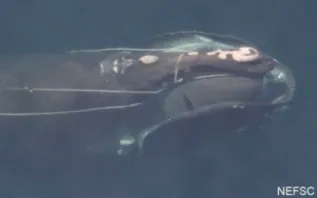 RWbeforeguillotinefromair