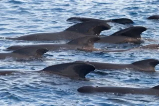 LF PilotWhales Italy Chris Johnson