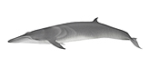 Sei Whale