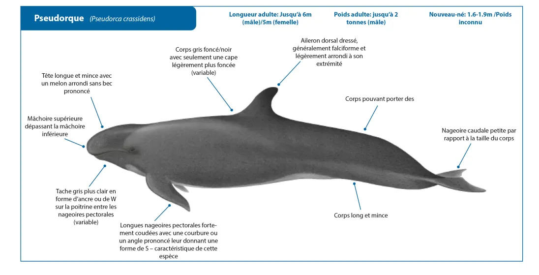 False Killer Whale FR Crop