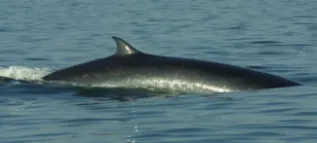 Brydes Wale Dorsal Fin Oman Tim Collins And Environment Society Oman Crop