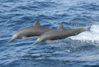 Bob Pitman Eastern Spinner Dolphin STLO23 Oct 03