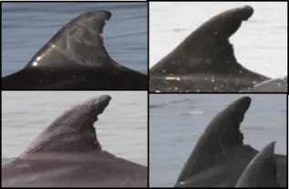 Bottlenose Dolphin Photo ID