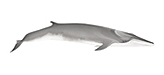 Fin Whale