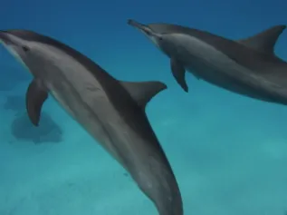 SL0089 SAM 20121115 320 3240 ACES