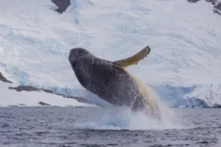 Kate Sprogis Cuverville Island IMG 1120 KS