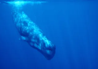 UW SpermWhale Mauritius ChrisJohnson