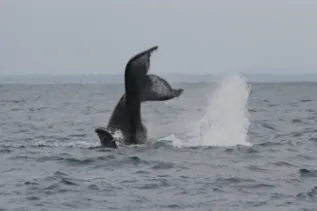 Humpback Whale Gabon Lob Taling Gianna Minton
