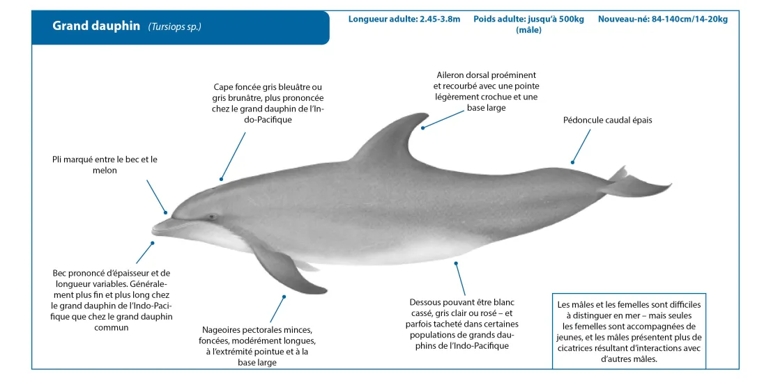 Bottlenose Dolphin FR Crop
