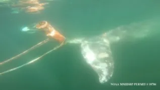 Entangled Gray Whale 20170128Er Entangled Er LA County 1281718786