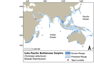 REV2 Indo Pacific Bottlenose Dolphin Proof