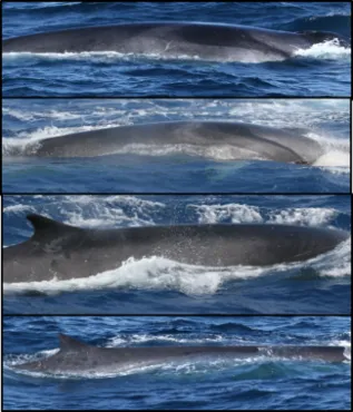 Fin Whale Photo ID Composit
