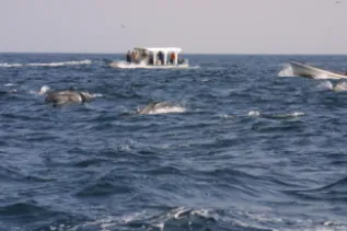 Delphinus With Tour And Fishing Boats Louisa Ponampalam