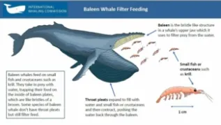 Baleen Whale Feeding