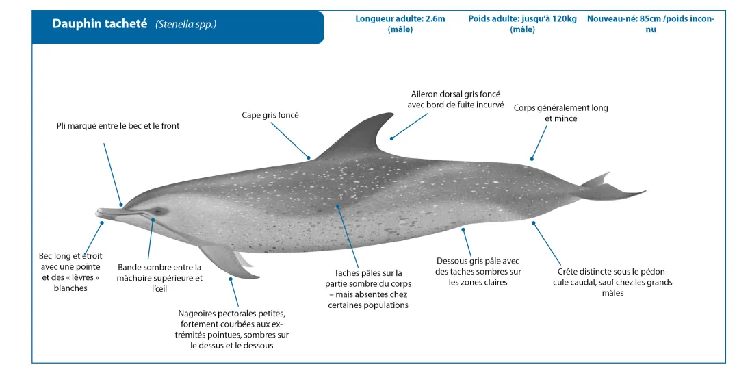 Spotted Dolphin FR Crop