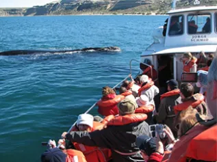 Whale Watchers Argentina