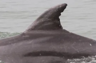 Bottlenose Dolphin Dorsal Fin Scarring Gabon Gianna Minton 2