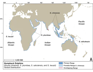 Humpback Dolphins Dist EMM Crop