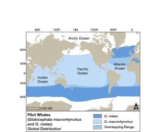 Pilot Whale Dist EMM