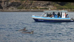 Braulik Reunion Dolphin Watching